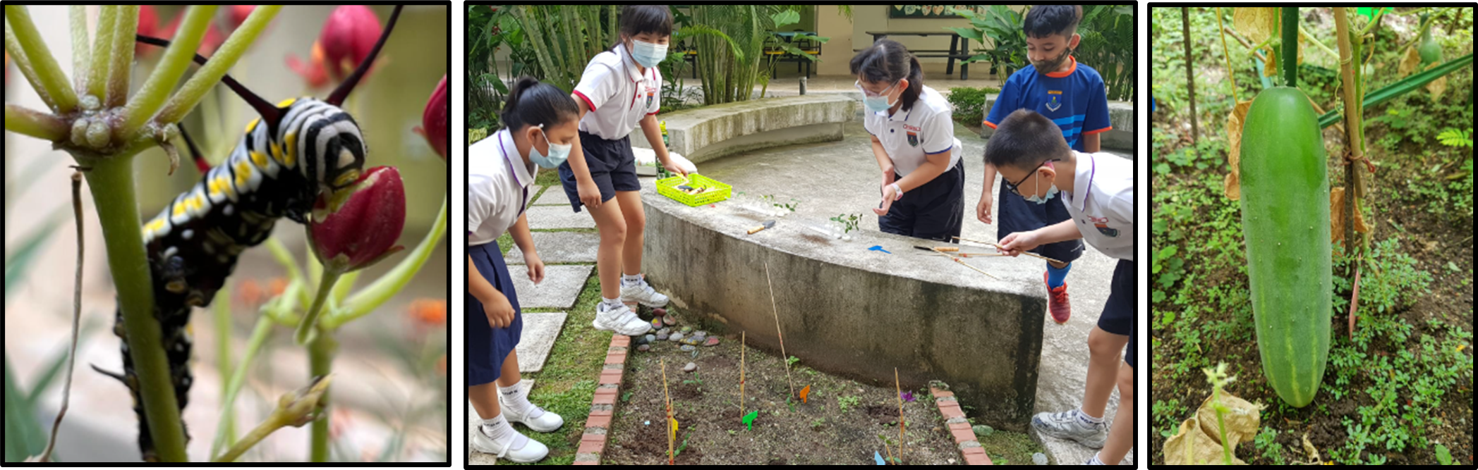 Three panels: a striped caterpillar on a plant, masked students doing outdoor science, and a green gourd growing on a vine.